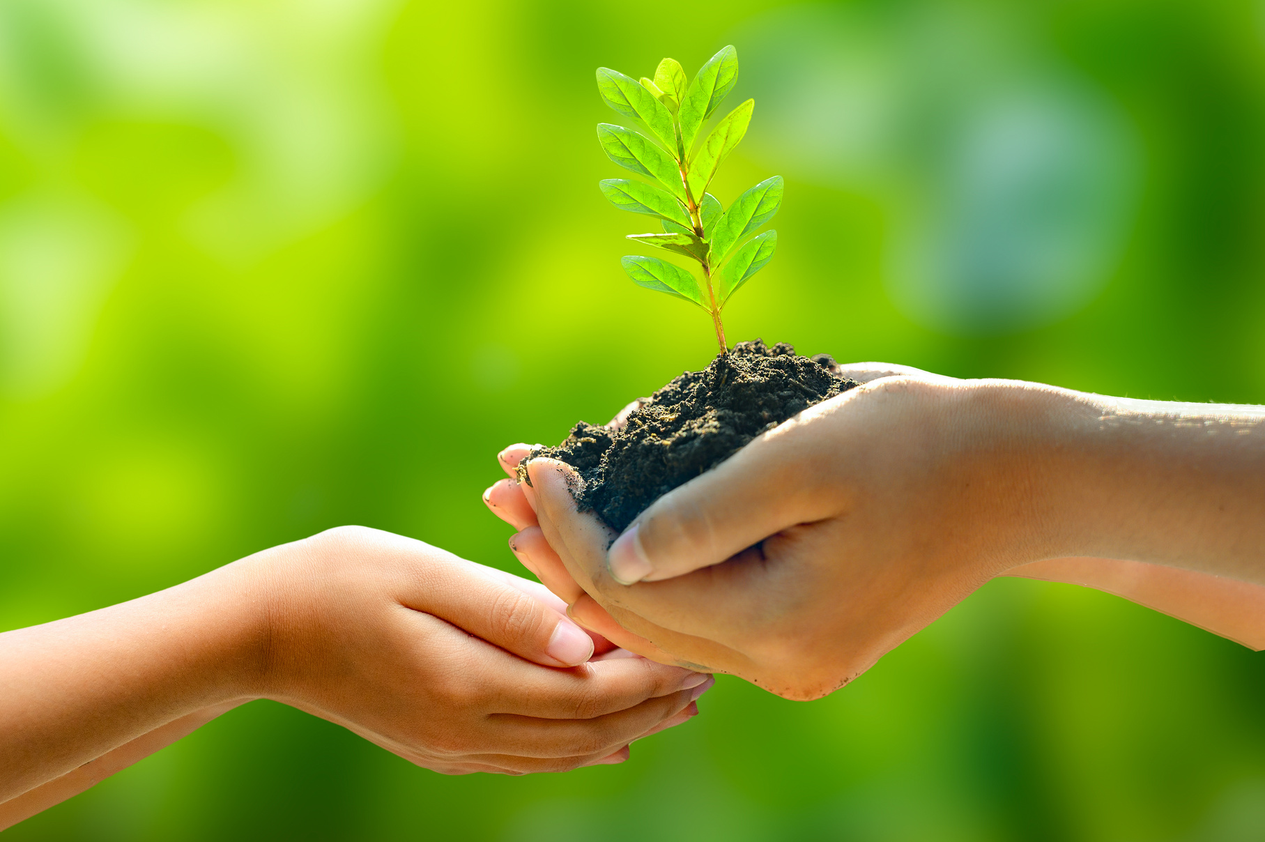 environment Earth Day In the hands of trees growing seedlings. Bokeh green Background Female hand holding tree on nature field grass Forest conservation concept